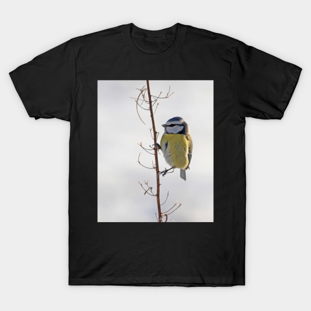 Blue Tit in winter T-Shirt by orcadia